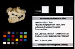 Foto (Objekt + Etikett) von Pithonoton marginatum (von Meyer, 1842)  (NHMW-GEO-1990-0041-2552)